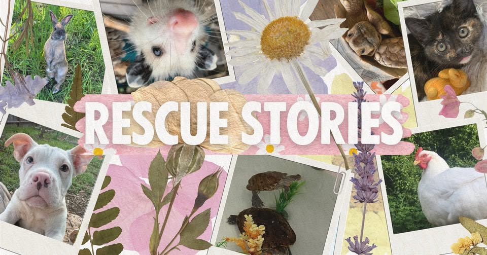 Direct Action Everywhere