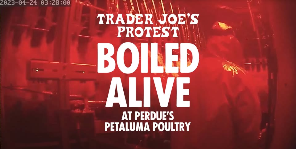 Direct Action Everywhere