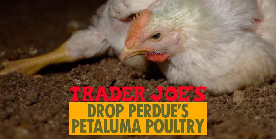 Direct Action Everywhere - DxE