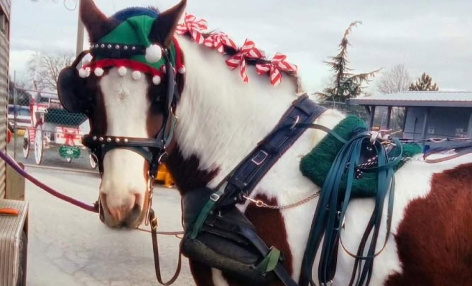 Direct Action Everywhere - DxE