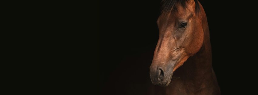 Direct Action Everywhere