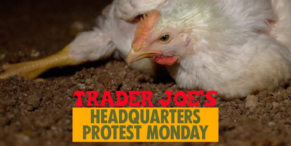 Direct Action Everywhere - DxE