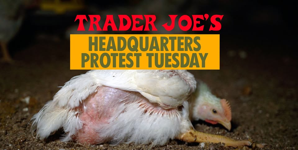 Direct Action Everywhere - DxE