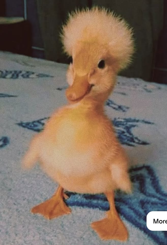 Direct Action Everywhere - DxE