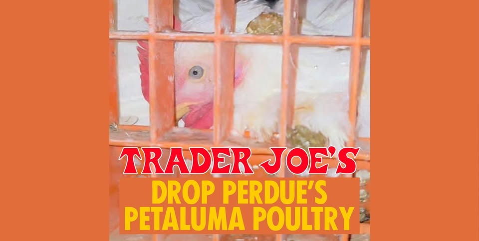 Direct Action Everywhere - DxE