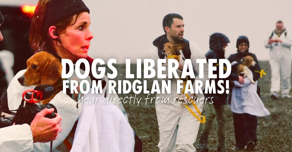 Direct Action Everywhere - DxE