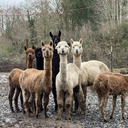 Direct Action Everywhere