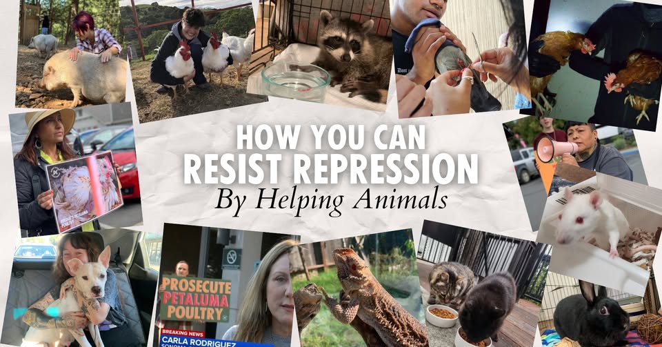 Direct Action Everywhere - DxE