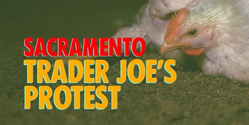 Direct Action Everywhere