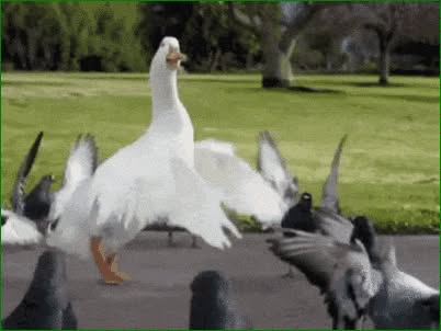 Direct Action Everywhere - DxE