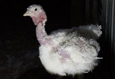 Direct Action Everywhere - DxE