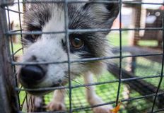 Direct Action Everywhere - DxE