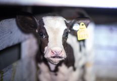 Direct Action Everywhere - DxE