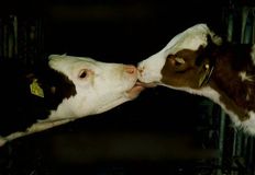 Direct Action Everywhere - DxE