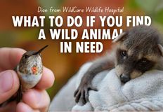 Direct Action Everywhere - DxE