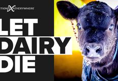 Direct Action Everywhere - DxE