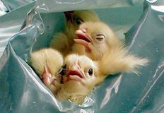 Direct Action Everywhere - DxE