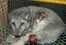 Direct Action Everywhere - DxE