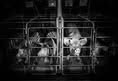 Direct Action Everywhere - DxE