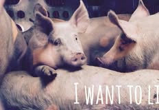 Direct Action Everywhere - DxE