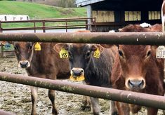 Direct Action Everywhere - DxE