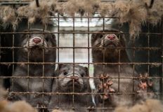 Direct Action Everywhere - DxE