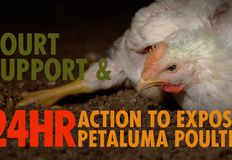 Direct Action Everywhere - DxE