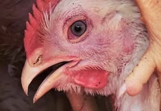 Direct Action Everywhere - DxE