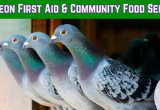 Direct Action Everywhere - DxE