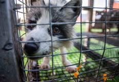 Direct Action Everywhere - DxE