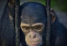 Direct Action Everywhere - DxE