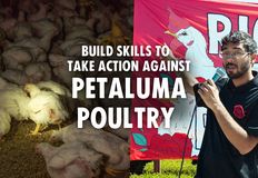 Direct Action Everywhere - DxE