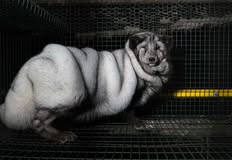 Direct Action Everywhere - DxE