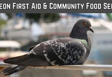 Direct Action Everywhere - DxE