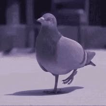 Direct Action Everywhere - DxE