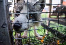 Direct Action Everywhere - DxE