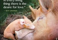 Direct Action Everywhere - DxE