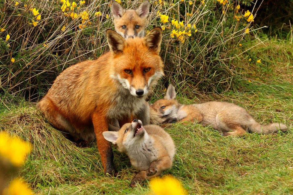 Coalition to Abolish the Fur Trade - CAFT