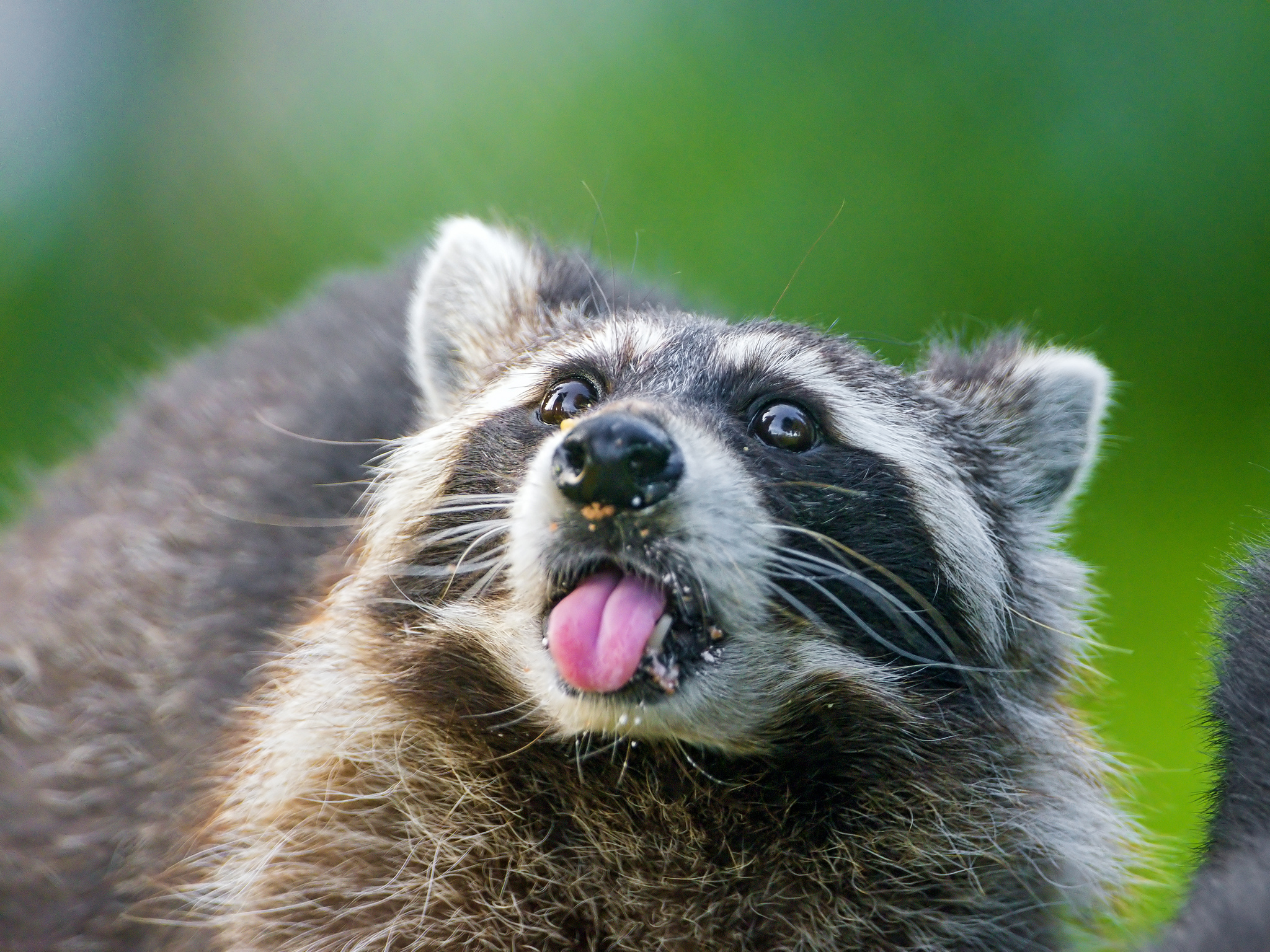 Coalition to Abolish the Fur Trade - CAFT