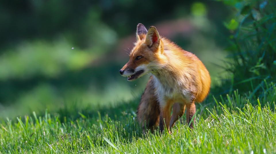 Coalition to Abolish the Fur Trade