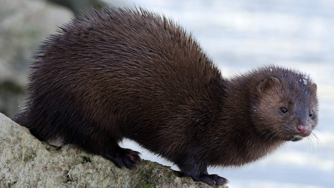 Coalition to Abolish the Fur Trade - CAFT