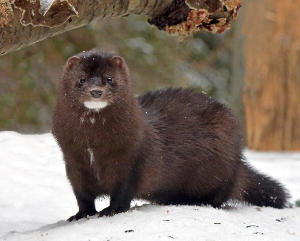 Coalition to Abolish the Fur Trade - CAFT