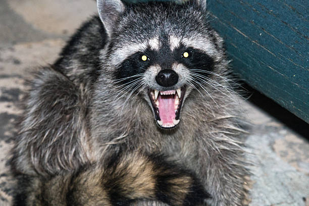 Coalition to Abolish the Fur Trade - CAFT