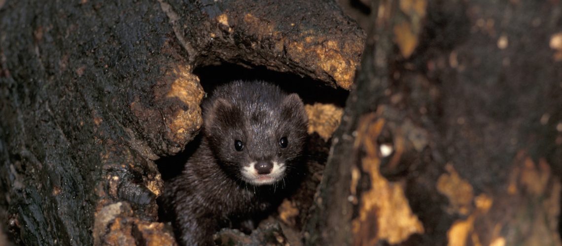 Coalition to Abolish the Fur Trade - CAFT