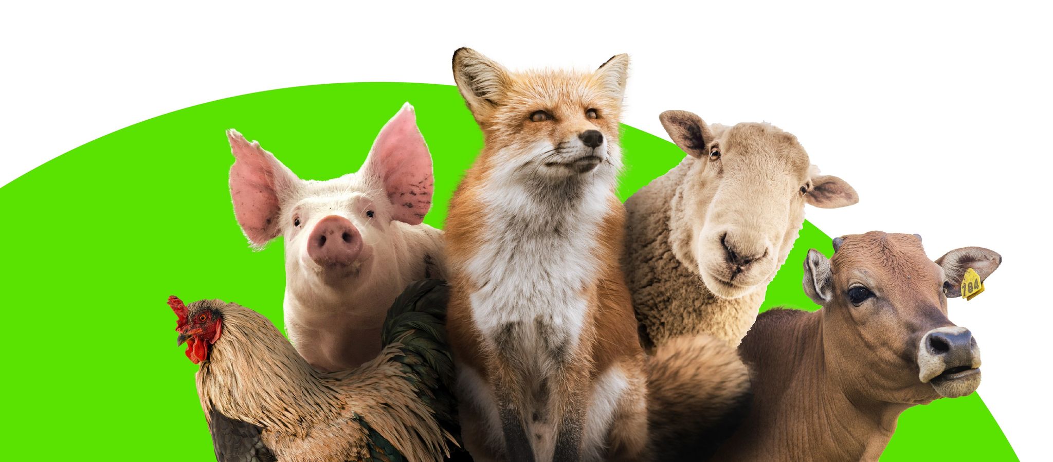 Coalition to Abolish the Fur Trade - CAFT