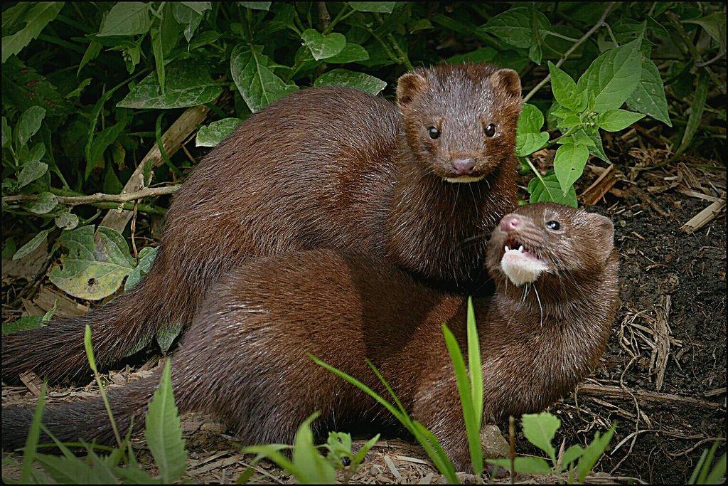 Coalition to Abolish the Fur Trade - CAFT