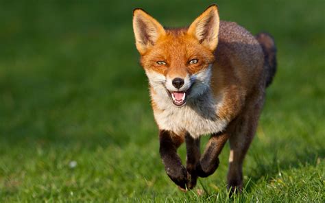 Coalition to Abolish the Fur Trade - CAFT
