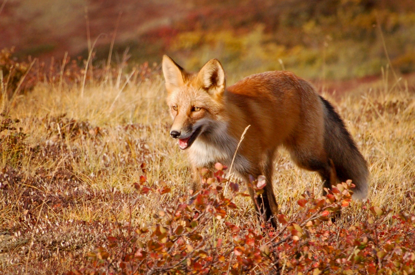 Coalition to Abolish the Fur Trade - CAFT