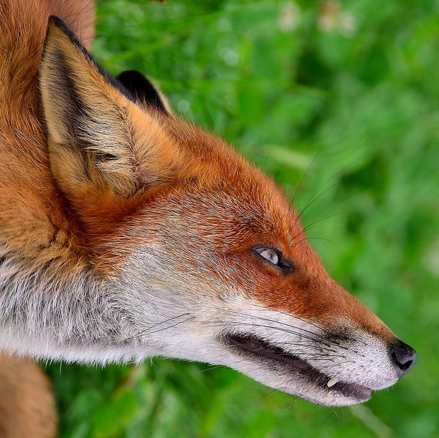 Coalition to Abolish the Fur Trade - CAFT
