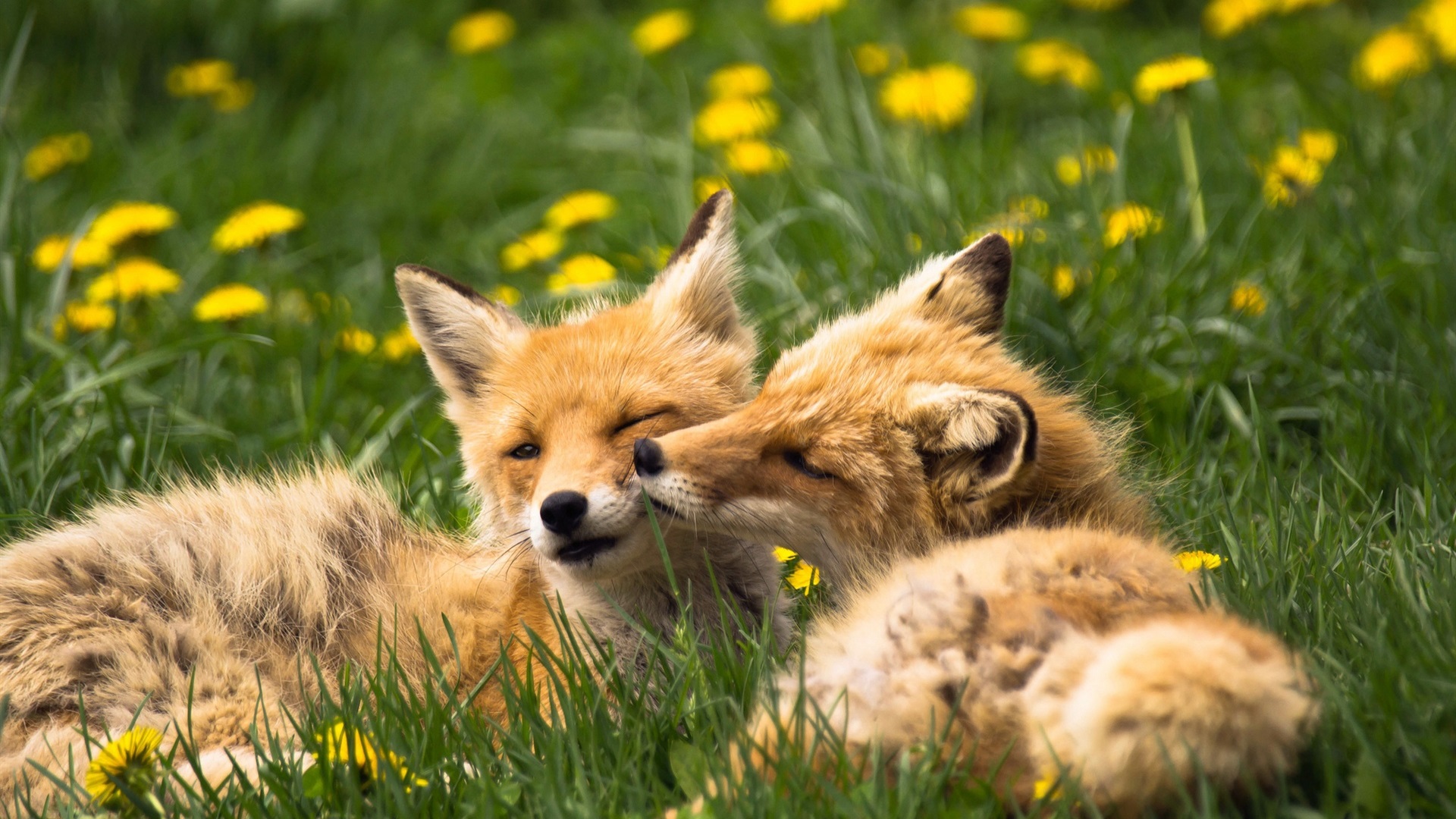 Coalition to Abolish the Fur Trade - CAFT